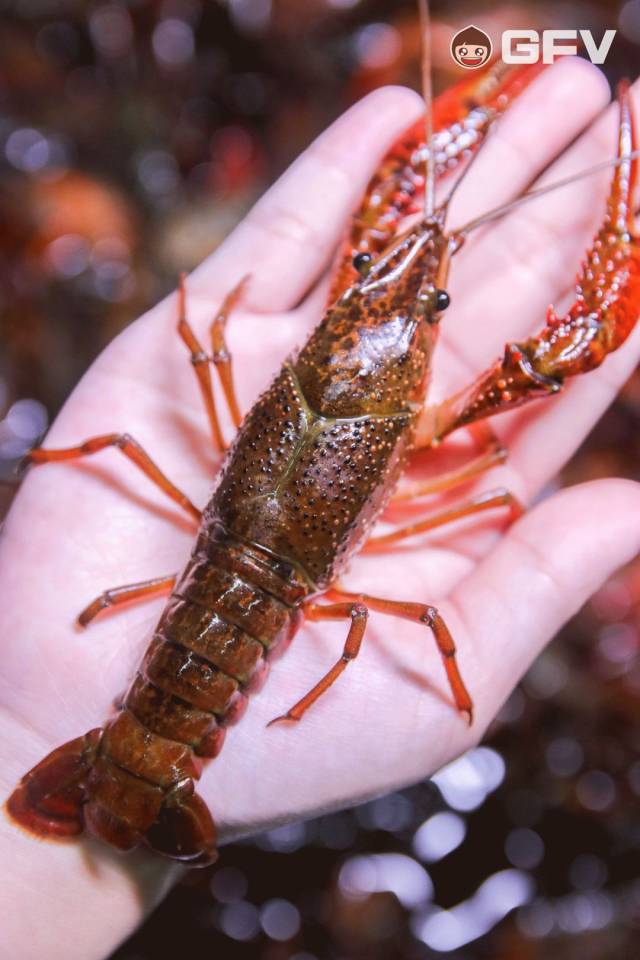 4月1日-10日 *活动最终解释权归虾大叔所有 1 每一只小龙虾都是生龙活