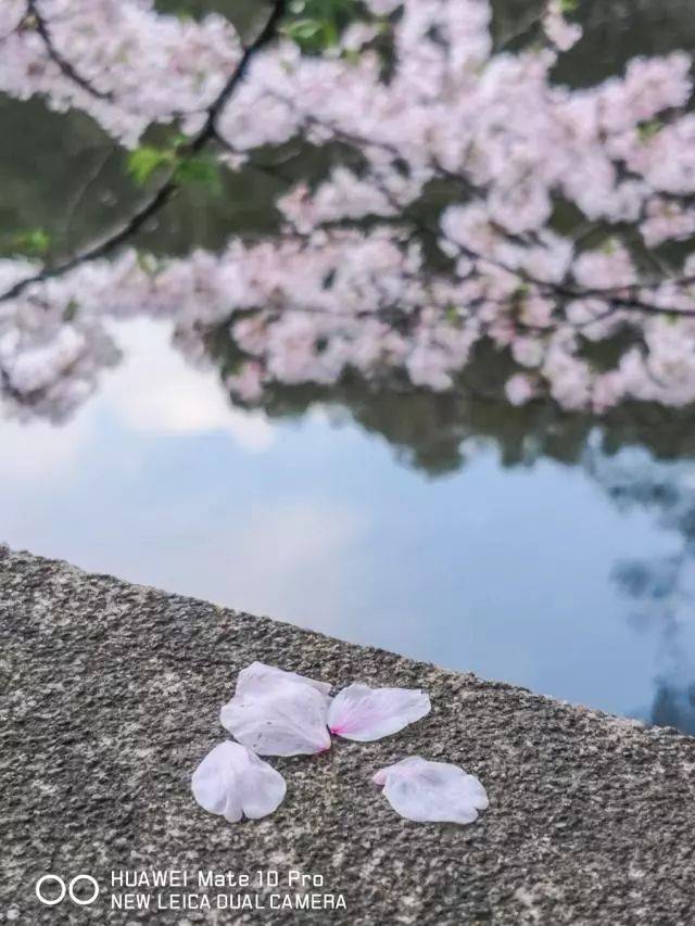 从地上捡一些樱花花瓣捧在手上,选择铺满樱花花瓣的湖作为背景拍摄.