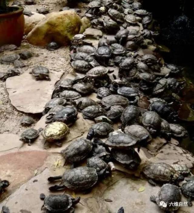 这些乌龟大部分都是巴西龟,是一种生态杀手,放生入侵物种巴西龟是另