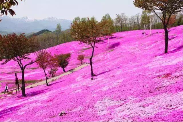 日本旅拍胜地,五月终花期 | 芝樱花海-另一种浪漫