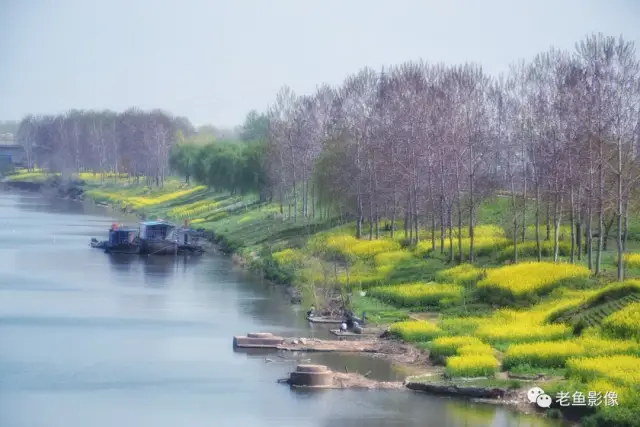 阜阳看油菜花何必去婺源,泉河两边随便看