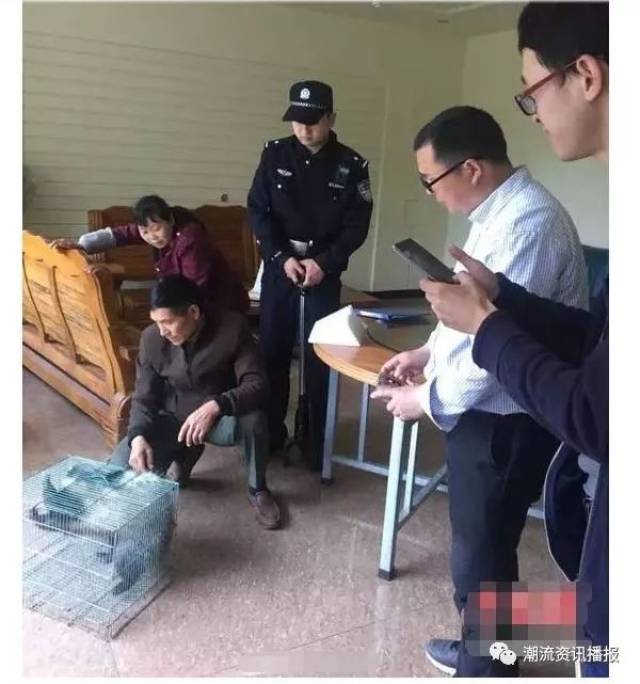 小獾猪闯入居民家偷吃 当地警察:已对它批评教育