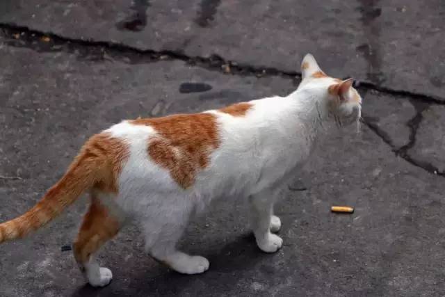 私藏厦门,文艺青年的鹭岛美食地图~吃饭拍照两