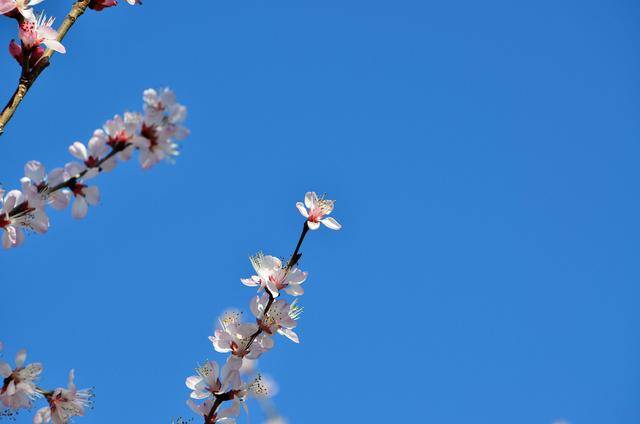 春暖花开打一个生肖，标准答案解答落实