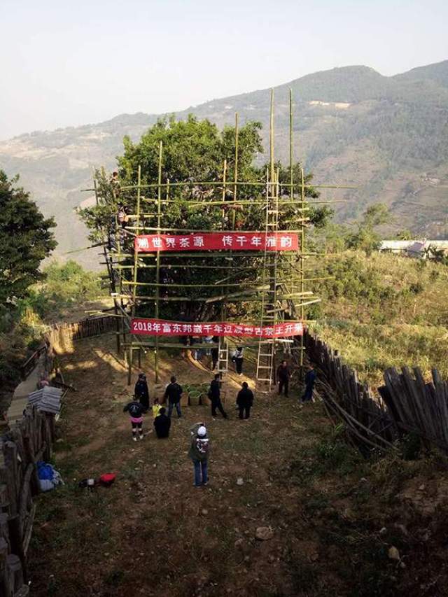 澜沧富东2018邦崴千年过渡型古茶王今日开采了