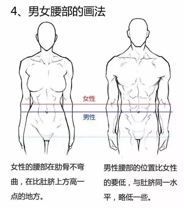 了解男女体型的差异才能更好的画人体