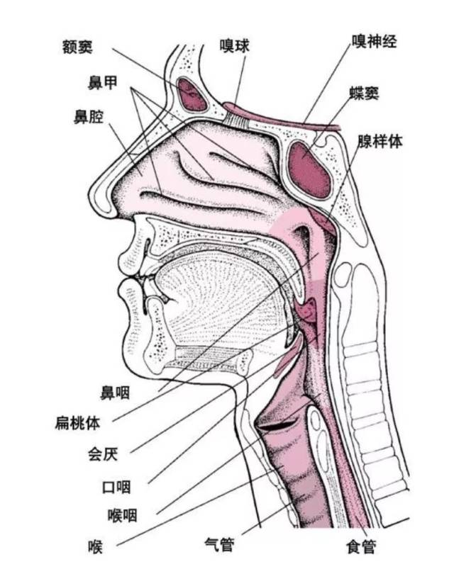 腺样体肥大的危害不只是宝宝张嘴睡,鼾声如雷;更会让孩子变丑