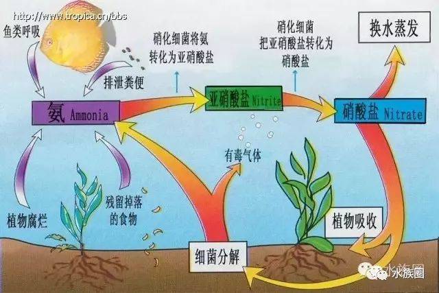 养鱼必看硝化系统原理.