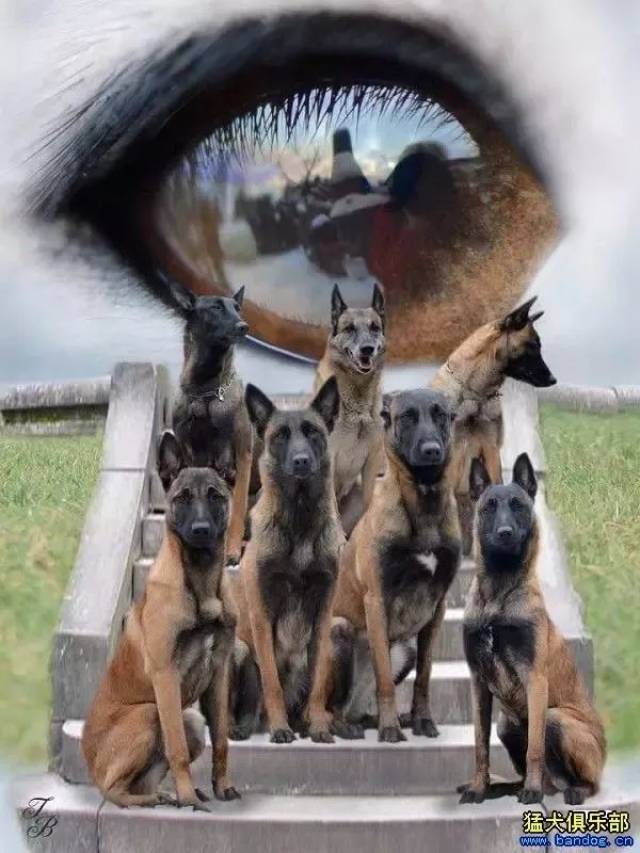 马犬最精彩图集欣赏,每一张都震撼眼球!