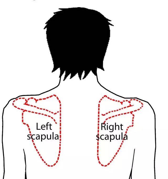 肩胛骨 下图,就是典型肩膀像长了羽翼形状的,这是不正常的突起,正常