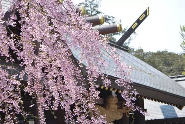 「札幌」北海道神宫