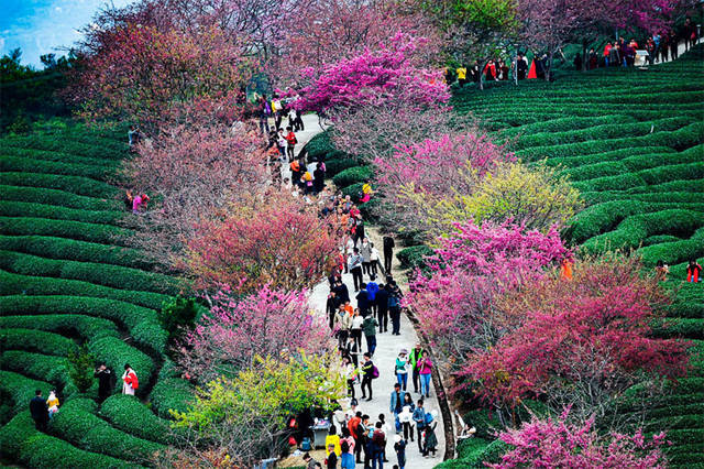 看樱花不再去日本,中国樱花成世界景点之一-旅游频道-手机搜狐