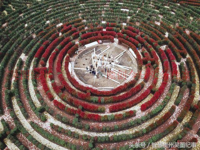 贵州百里杜鹃建巨型花海迷宫,将来去旅游多了一个趣味