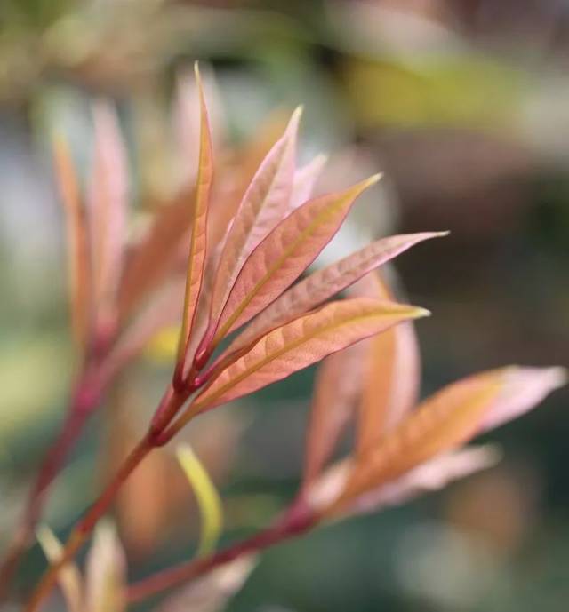 春的色彩|这些植物的叶子凭什么与花争艳?