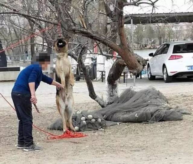 赤峰红山公园竟然有人公开杀狗.场面血腥不忍直视.