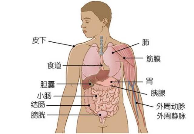 它存在于我们的身体各处,无论表皮下还是内脏中,都发现了间质的踪迹