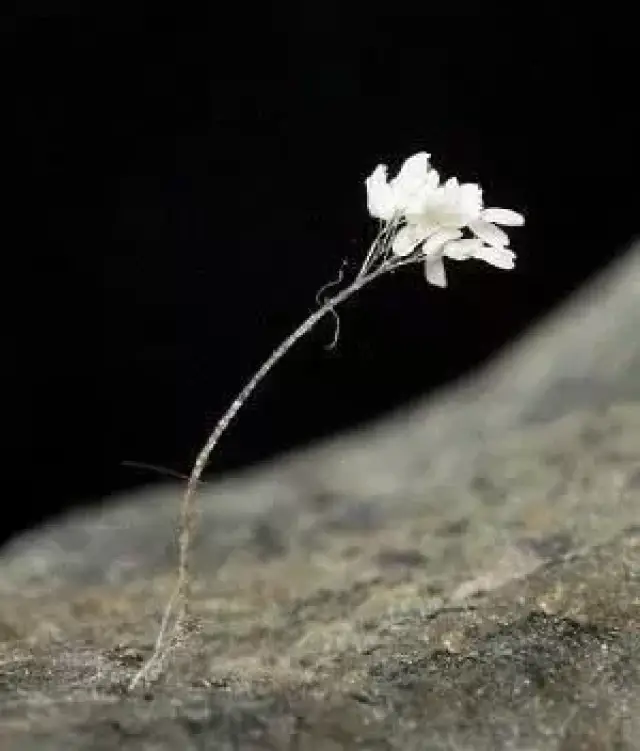 花朵被称做优昙钵或者优昙婆罗花(udumbara,简称优昙花,经上又名"灵