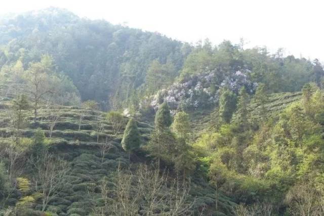 鸠坑种,鸠坑茶是全国唯一用"鸠坑地名"命名的茶树良种和荣获国家农