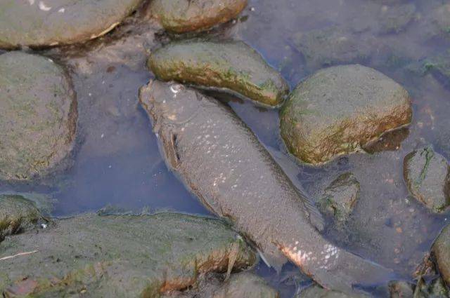 冰排过后 经常会在江边捡到鱼