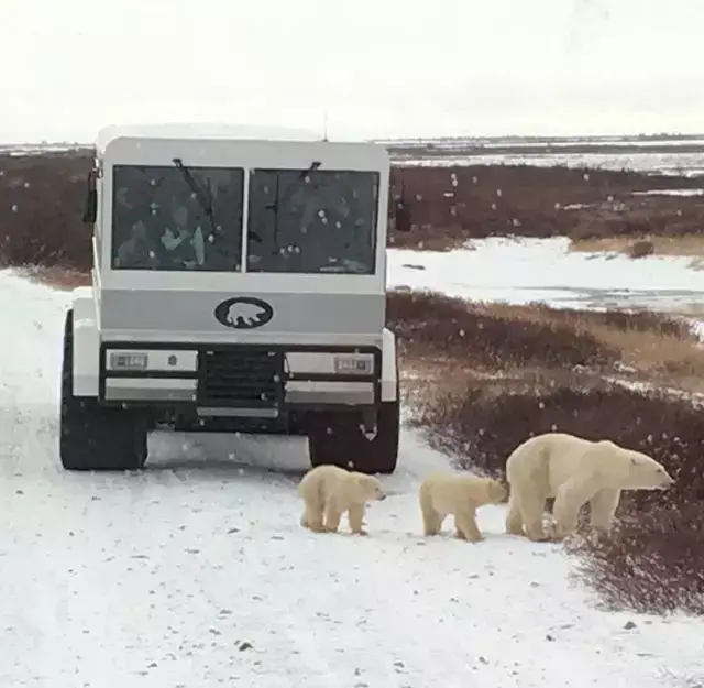 tundra buggy lodge 苔原车是去熊出没频繁地区看北极熊的专业越野车