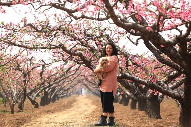 河南卫辉唐庄千亩桃花盛开场面壮观 美若国画又如世外桃源