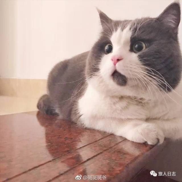 啊啊啊!前方吸猫高能!怎么可以这么可爱?