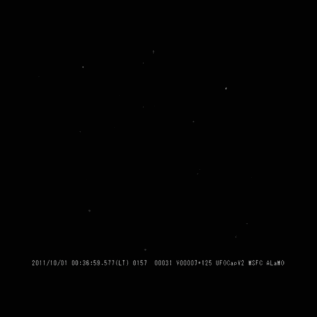 星辰之子,温情脉脉的非洲野犬