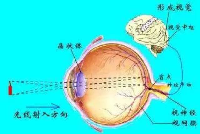 角膜→瞳孔→晶状体等→视网膜→视觉神经→神经中枢(大脑)→视觉形成