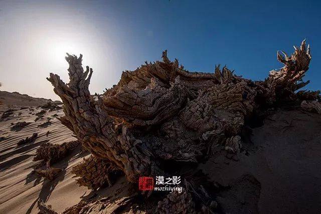 两千年前的红柳根.