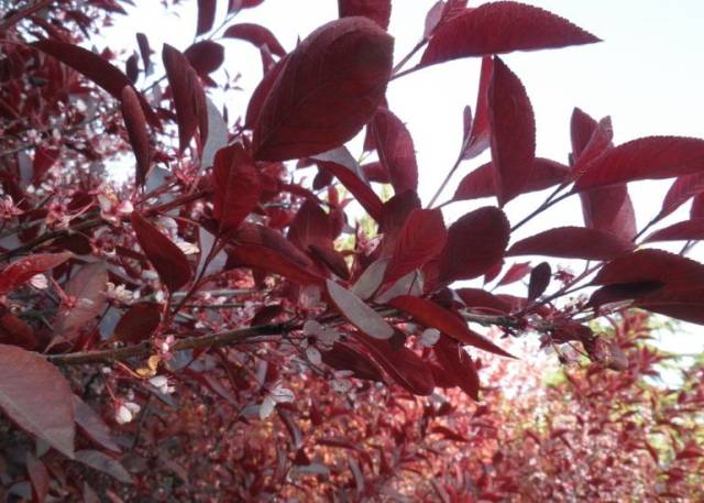 "atropurpurea") 蔷薇科李属落叶小乔木,新叶淡红褐色,后转为暗红色