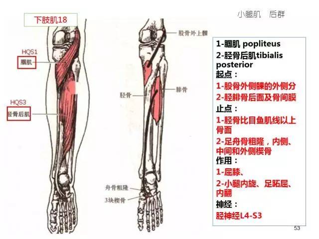 63张高清彩图!人体骨骼肌轻松背诵手册(完整版