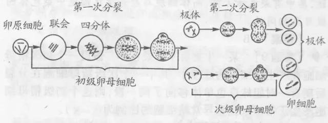 四,卵细胞的形成过程