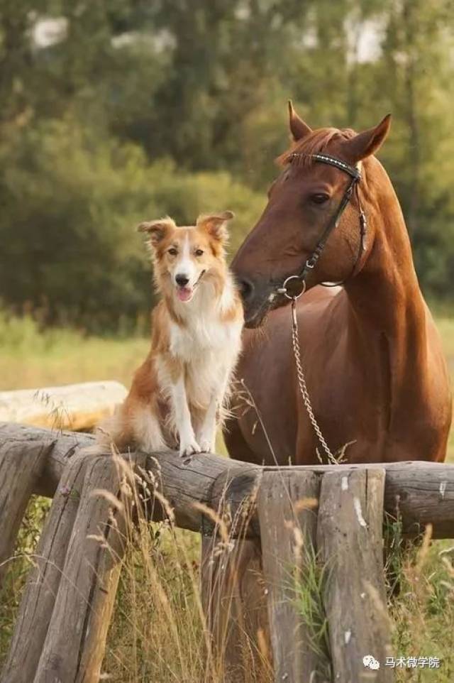 犬马情