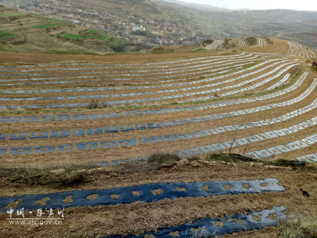 张家川县乌龙头种植帮助山区农民增收致富