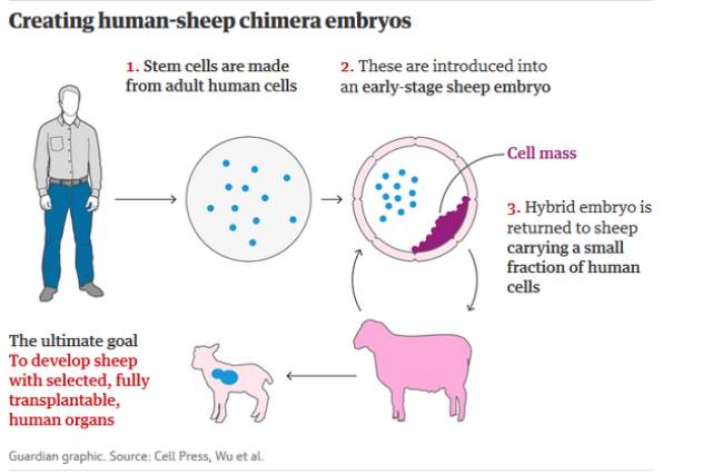 图4. 人羊嵌合体示意图