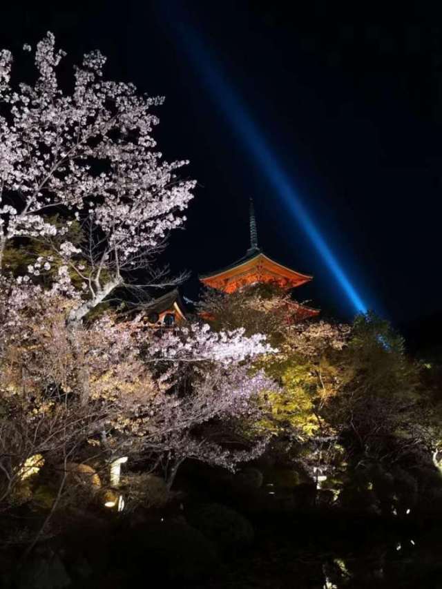 实拍日本京都清水寺的夜樱