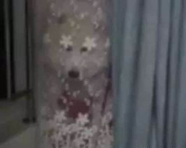 萨摩偷吃牛肉怕被打,拿窗帘当隐身衣,但是这款