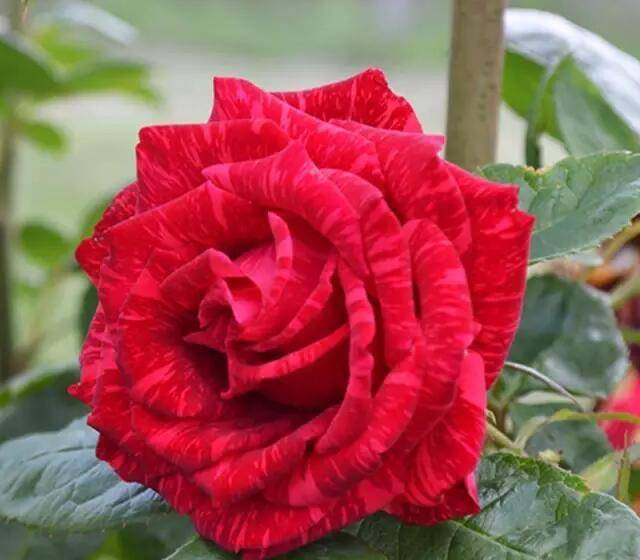 生活中很多垃圾 用来养月季这么好(图3) 生活中很多垃圾 用来养月季这么好(图3)