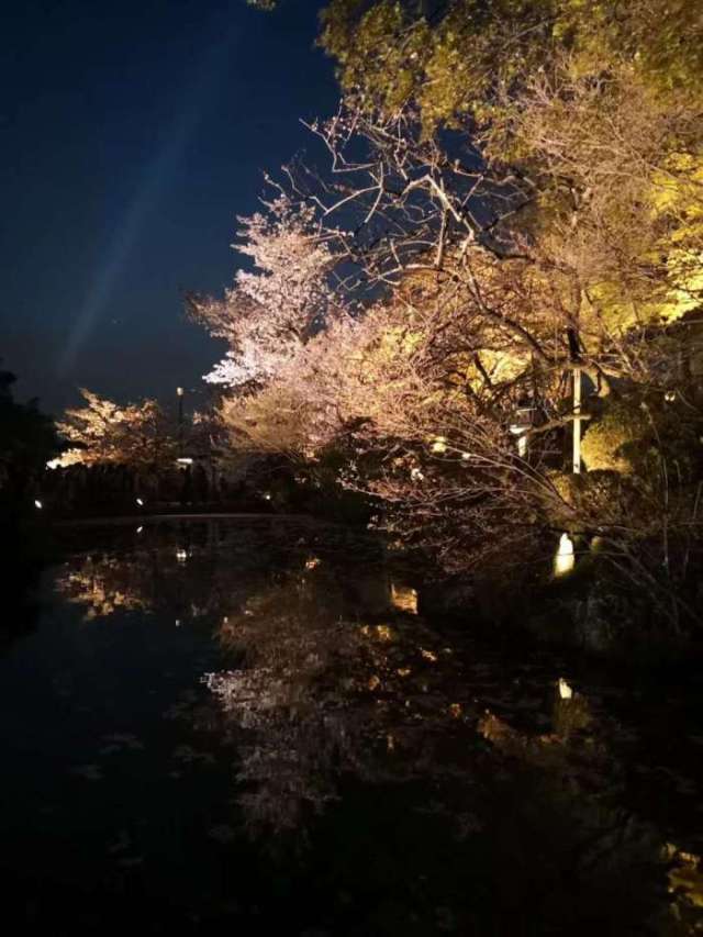 实拍日本京都清水寺的夜樱