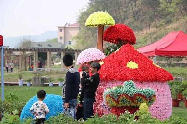 义乌马畈农业奇幻乐园首届牡丹花节,赏花好去处