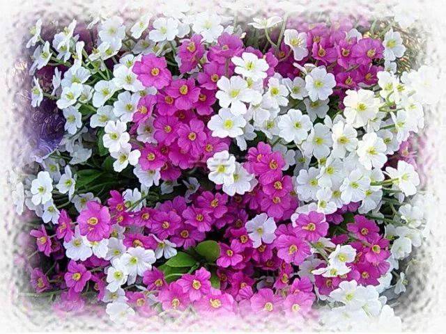 十年后的四月天 汶川花开成海 思念成河