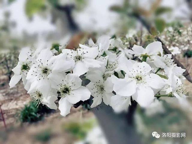 路边一片片盛开的雪白梨花,它们有的镶嵌在绿油油的油菜花里,相依相偎