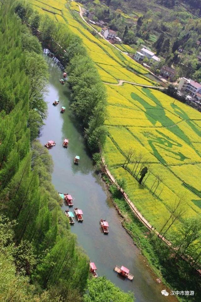 汉中龙湾那片油菜花海春意正浓.