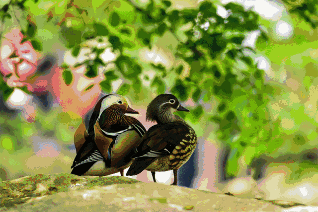 壁纸 动物 鸡 鸟 鸟类 雀 640_427 gif 动态图 动图