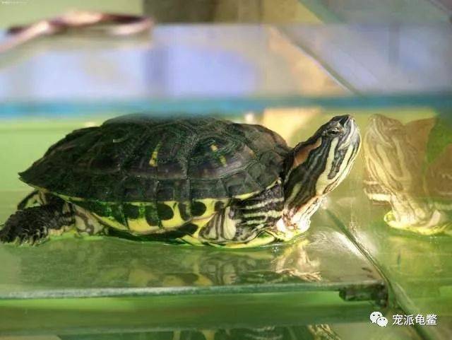 家有巴西龟,这些知识必须懂!(附:养龟118问及参考答案