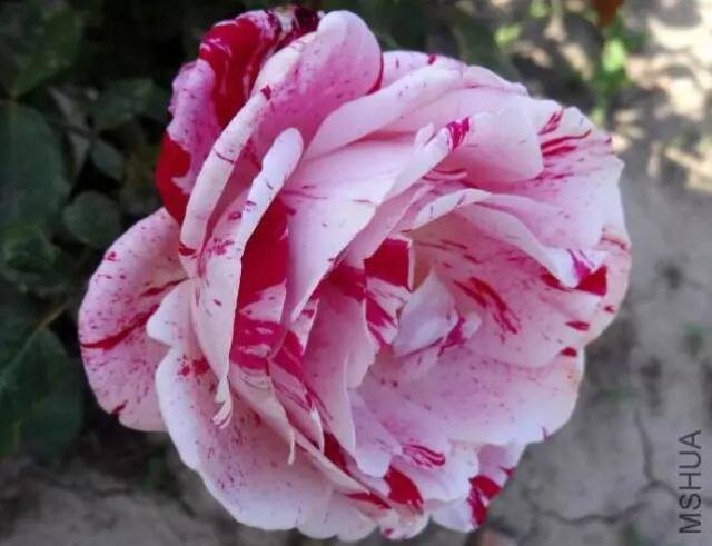 生活中很多垃圾 用来养月季这么好(图1) 生活中很多垃圾 用来养月季这么好(图1)