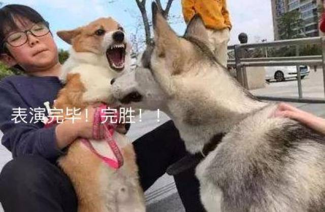 嘲讽! 最后柯基使出了传说中的破颜杀成功的在智商上碾压了哈士奇!