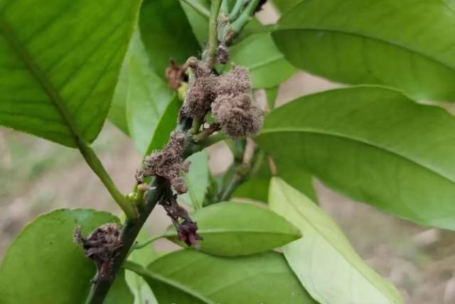 精华版|柑橘花期谨防一病一虫!预防花皮果提高产量