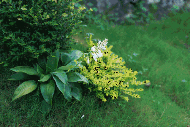 壁纸 花 桌面 600_401 gif 动态图 动图