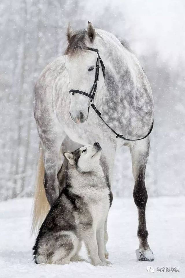 犬马情